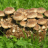 Vypěstujte si houby doma z pěstebních bloků.